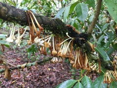Phaleria clerodendron