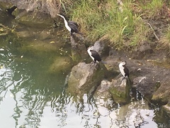 Phalacrocorax varius varius