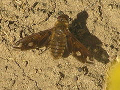 Poecilanthrax alcyon