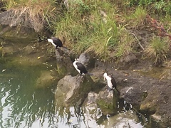 Phalacrocorax varius varius