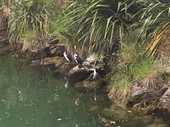 Phalacrocorax varius varius