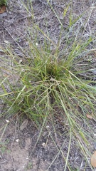 Bouteloua trifida