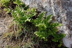 Polypodium scouleri