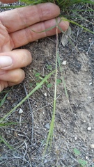 Bouteloua trifida