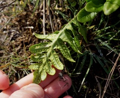 Polypodium scouleri