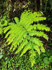 Sphaeropteris lepifera