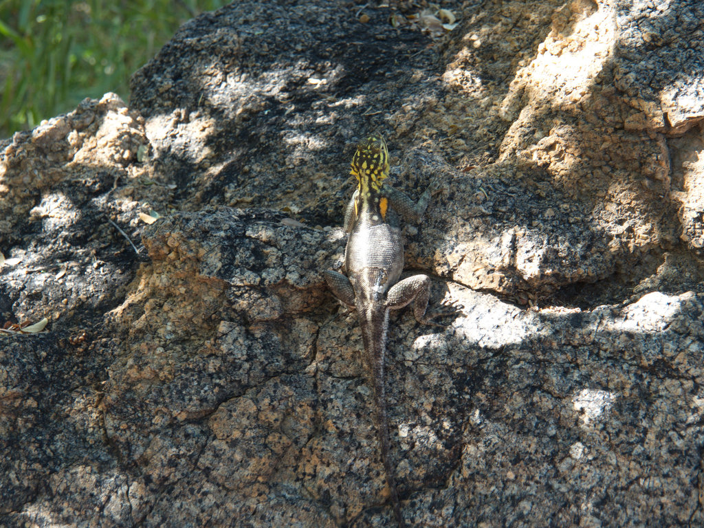 Namib Rock Agama
