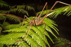 Pachyrhamma acanthocerum