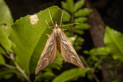 Chalastra aristarcha