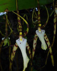 Brassia arcuigera