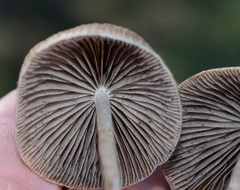 Psathyrella atrospora