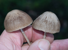 Psathyrella atrospora