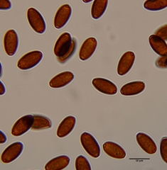 Psathyrella atrospora