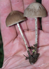 Psathyrella atrospora