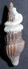 Turridae