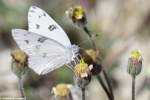 Checkered White, Anzalduas Park, Mission, Hidalgo County, Texas, photo 8 of 10