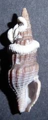 Turridae