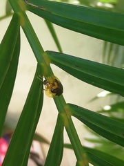 Eurypepla brevilineata