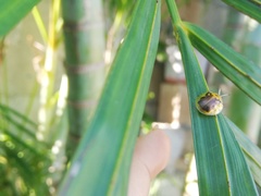 Eurypepla brevilineata