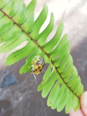 Eurypepla brevilineata
