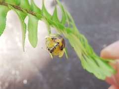 Eurypepla brevilineata