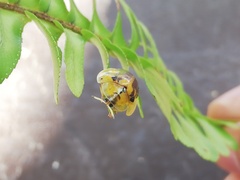Eurypepla brevilineata