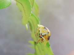 Eurypepla brevilineata