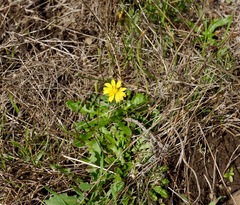 Agoseris apargioides