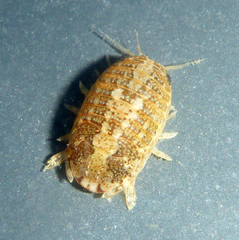 Sphaeroma quoianum