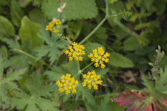 Pastinaca aurantiaca