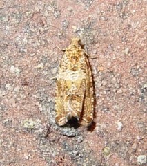 Olethreutes olivaceana