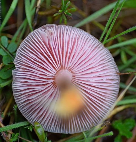 Mycena rosea image