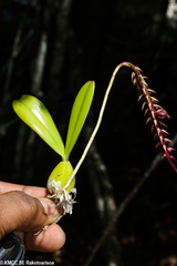 Bulbophyllum rubrum image