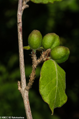 Coffea decaryana