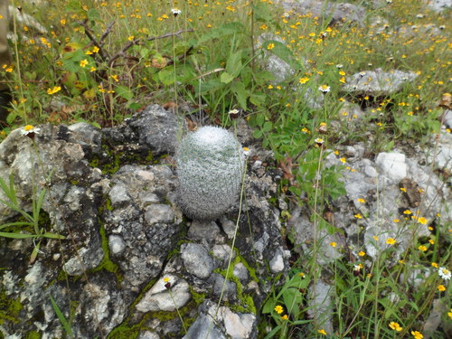 Mammillaria haageana