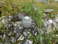 Mammillaria haageana
