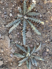 Oenothera primiveris