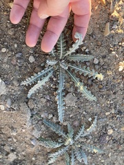 Oenothera primiveris