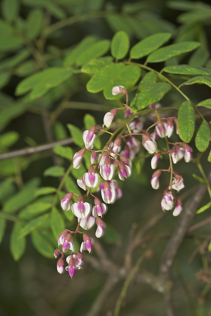 northern blood vine