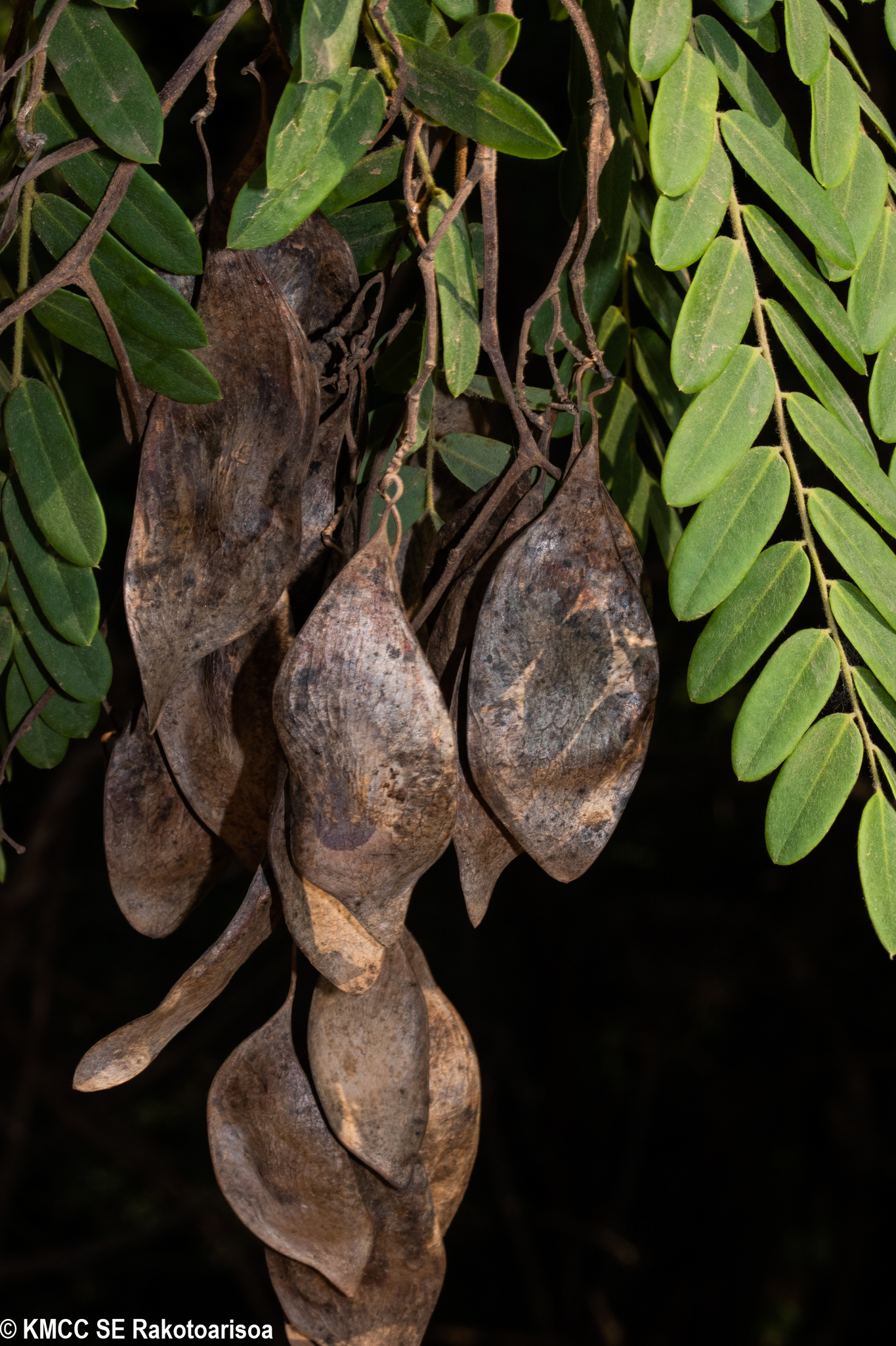 Dalbergia chlorocarpa
