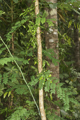 Austrosteenisia stipularis