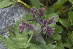 Nonea intermedia