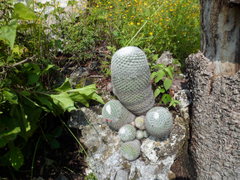 Mammillaria haageana