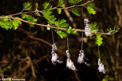 Dichrostachys