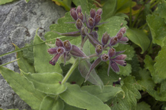 Nonea intermedia
