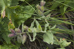 Nonea intermedia