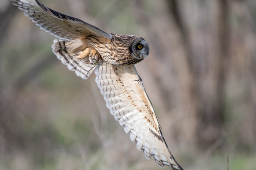Short-eared Owl