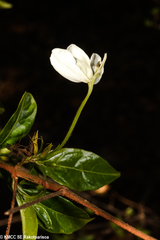 Rhinacanthus