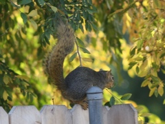 Sciurus niger
