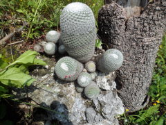Mammillaria haageana